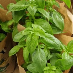 BASILIC POT