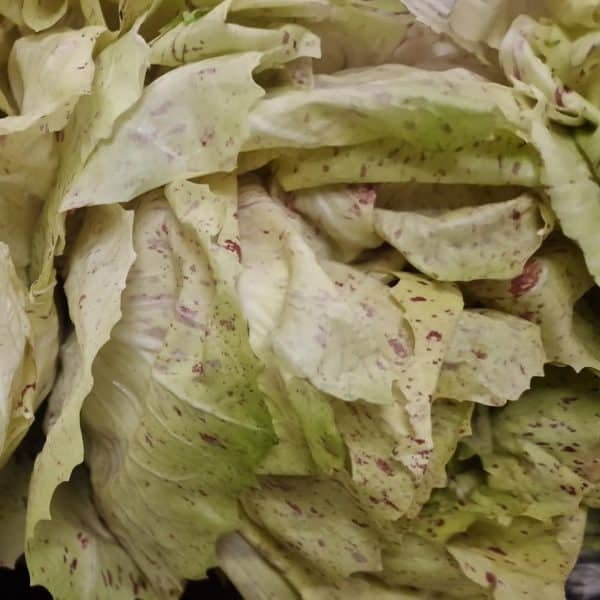 SALADE CASTEL FRANCA