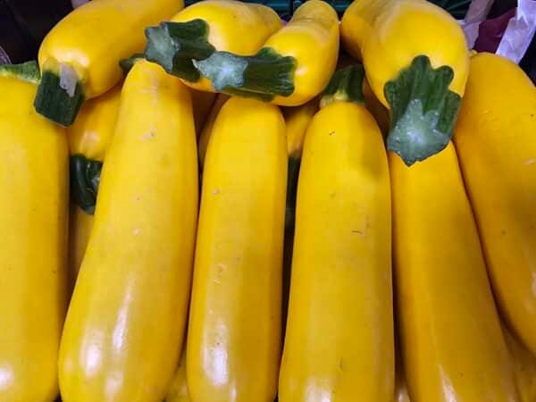 COURGETTE COULEUR