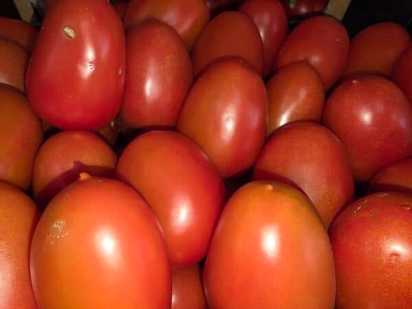 TOMATES ROMA