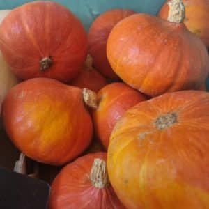 POTIMARRON