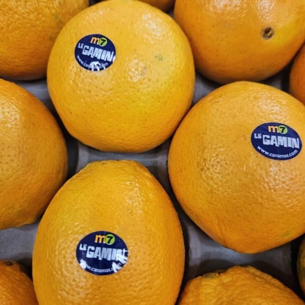 ORANGE GAMIN