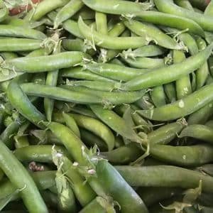 PETIT POIS FRANCE