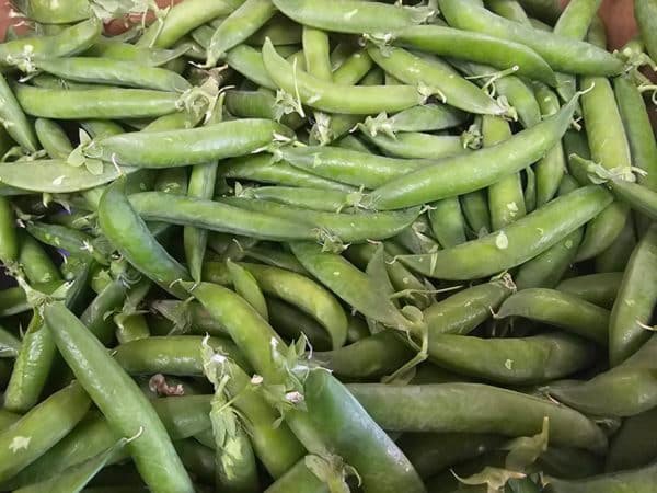PETIT POIS FRANCE