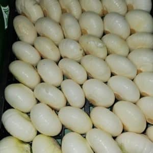 OIGNON BLANC VRAC
