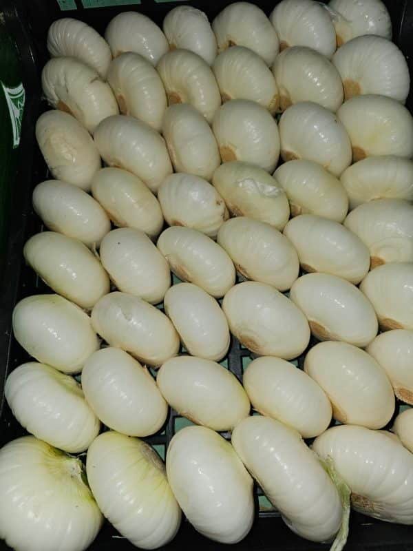 OIGNON BLANC VRAC