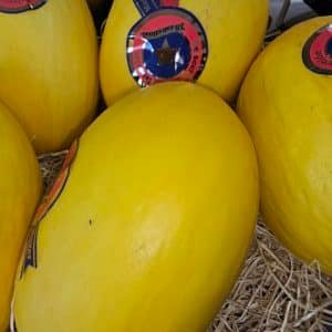 MELON JAUNE