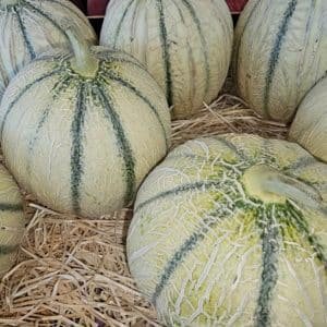 MELON EXTRA FRANCE