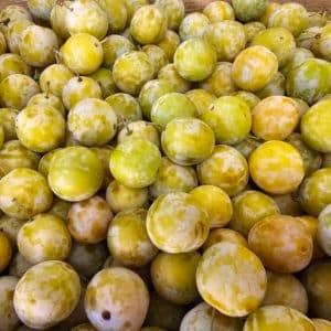 PRUNE MIRABELLE