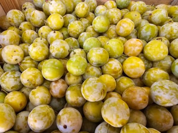 PRUNE MIRABELLE