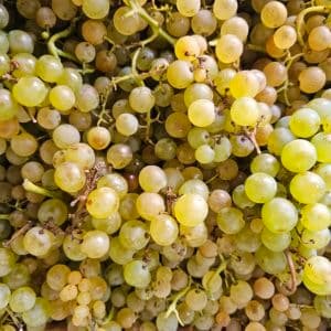 RAISIN CHASSELAS MOISSAC