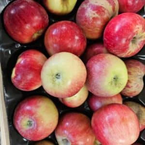 Pomme akane et royal gala petites